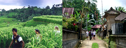Bali Adventure Tours, Bali Trekking