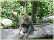 Ubud Monkey Forest Tour Photo