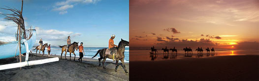 Bali Horse Riding, horse, back, adventures, activities