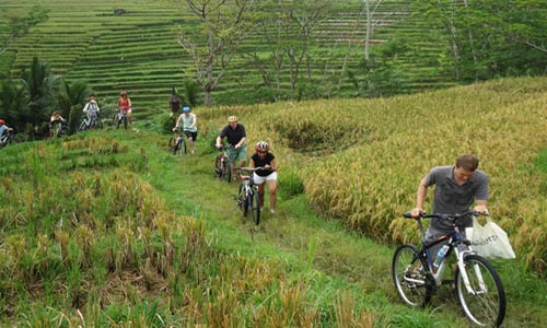 Bali Cycling Tour Paddy Track