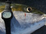 Bali-Fishing-Tuna-Fish Bali Fishing Catch Tuna Fish
