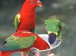 Bali Bird Park Interactive Feeding