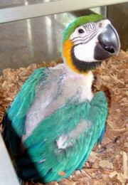 Bird Conservation