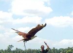 Bird Flight Show