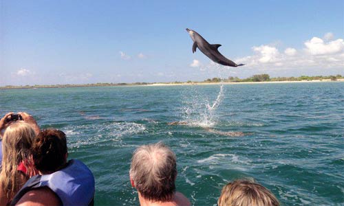 bali-dolphin-atraction Bali Dolphin Atraction