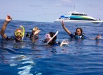 Reef Cruise Snorkeling Image